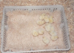 Wood Excelsior Chick and Turkey Box Pad